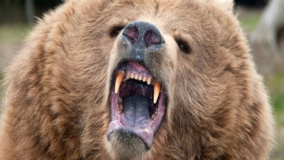 Ursoaică agresivă, UCISĂ în baza ordonanței aprobate de Guvern. Care este valoarea PAGUBELOR provocate