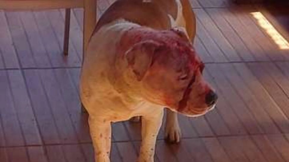 FOTO + VIDEO | O familie din Arad, atacată de propriii câini. 2 victime, duse la spital