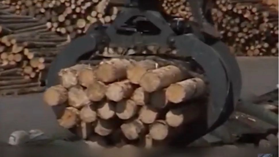 CULISELE STATULUI PARALEL / Mafia lemnului, încrengături la la nivel înalt. Flutur, apropiat al austriecilor care taie lemne