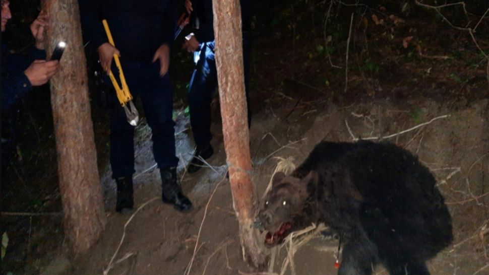 Urs prins în capcană, eliberat de autorități 