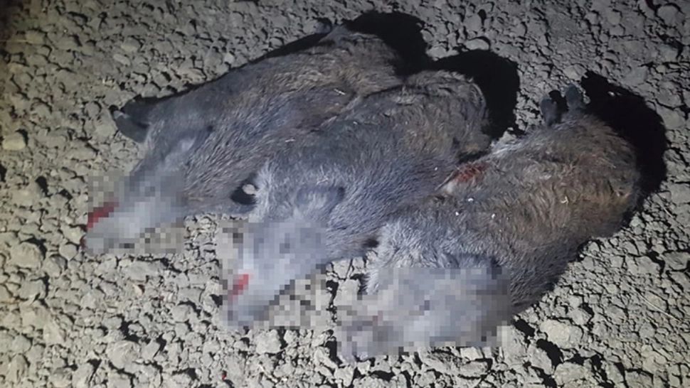 FOTO | Mistreți vânați cu bestialitate, în Vaslui. Un bărbat din Brăila i-a călcat cu mașina