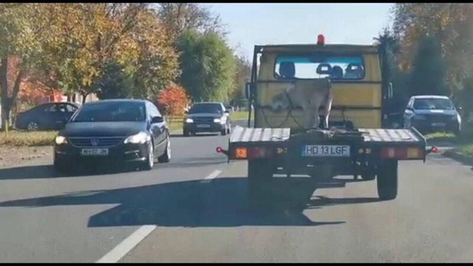 Imagini revoltătoare surprinse în trafic. Un câine a fost legat de platforma unei camionete, în Caraș-Severin
