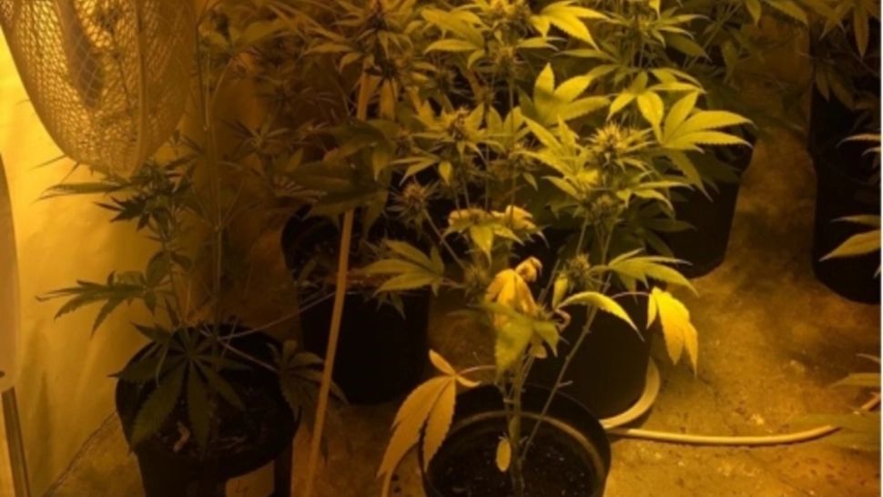 5 plantații de canabis, descoperite într-o comună din Iași. 8 persoane reținute