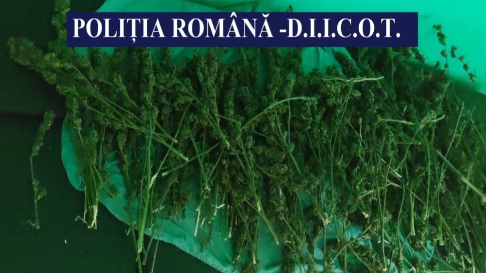 FOTO + VIDEO | Un bărbat din Constanța, arestat pentru că avea o plantație de canabis acasă