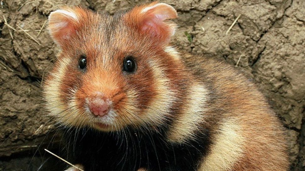 Un sucevean riscă ÎNCHISOAREA după ce a omorât 2 hârciogi. Animalele fac parte dintr-o specie protejată