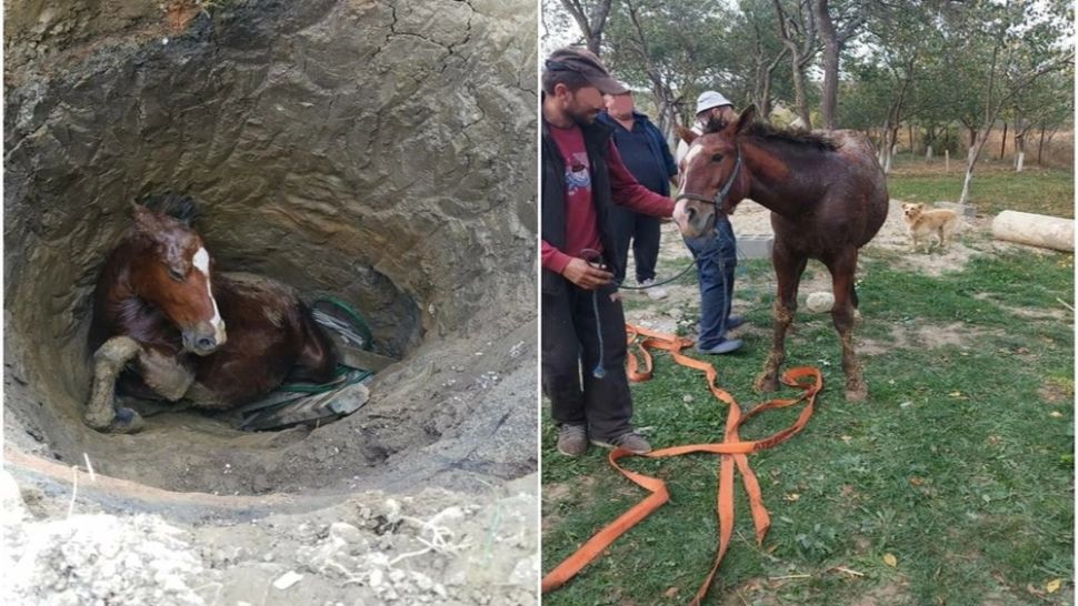 Salvare SPECTACULOASĂ a unui cal, reușită contracronometru a pompierilor militari din Bihor - FOTO&VIDEO