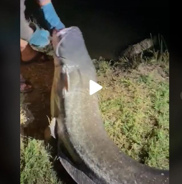 VIDEO – Monstrul găsit de un pescar român – Ce a făcut cu el i-a impresionat pe internauți: “Dacă nu filmai nu te credeam”