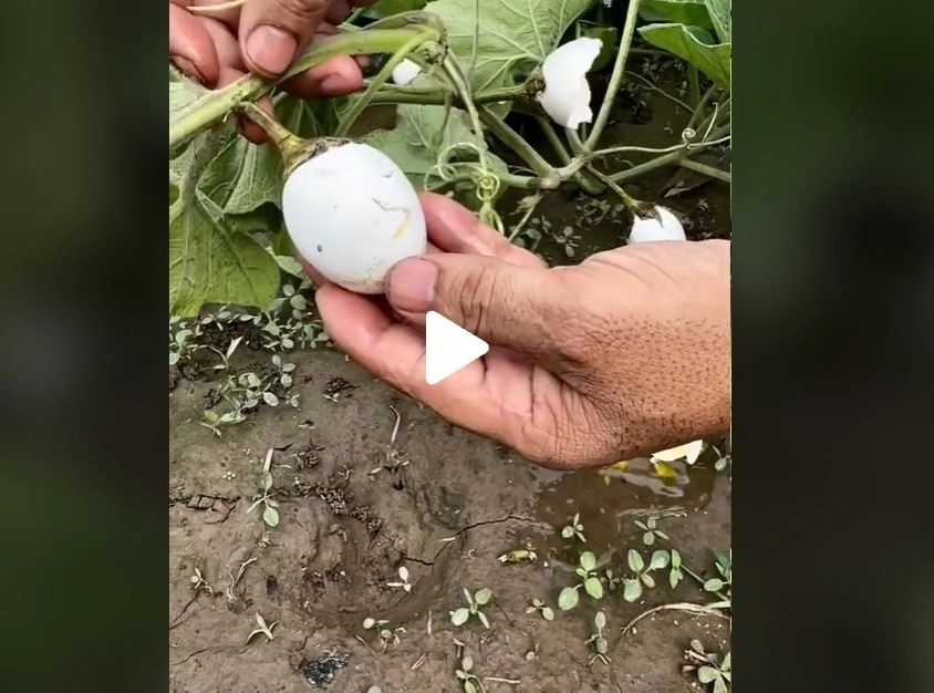 VIDEO – Oul vegetal care crește dintr-o plantă și se adună de pe câmp – Imaginile care au înnebunit internetul. Fake sau real?