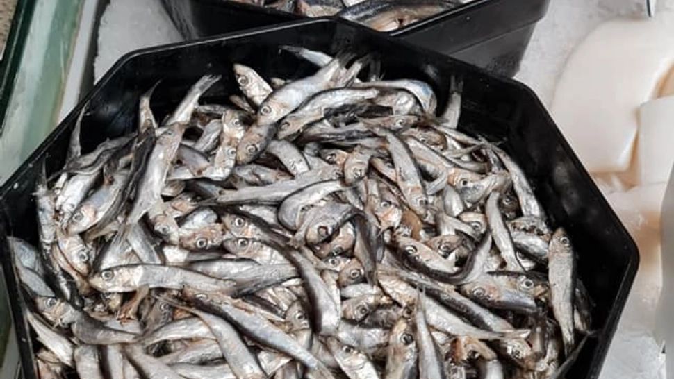 FOTO | Ce au putut să găsească într-un magazin cu pește din Timișoara - Imagini greu de privit 