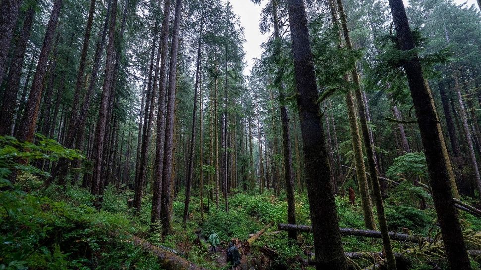 Activist de mediu, mesaj îngrijorător: În ritmul în care ne aflăm, în 20 de ani rămânem fără păduri