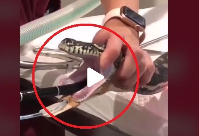 VIDEO – Ce a putut să înghită un șarpe – Veterinarii au reușit cu greu să-l scoată din interiorul animalului