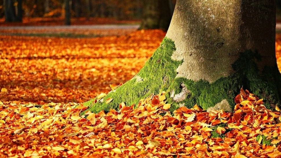 Vreme anormal de caldă, cu temperaturi de 27 de grade Celsius. Când vine frigul - explicațiile directorului executiv al ANM