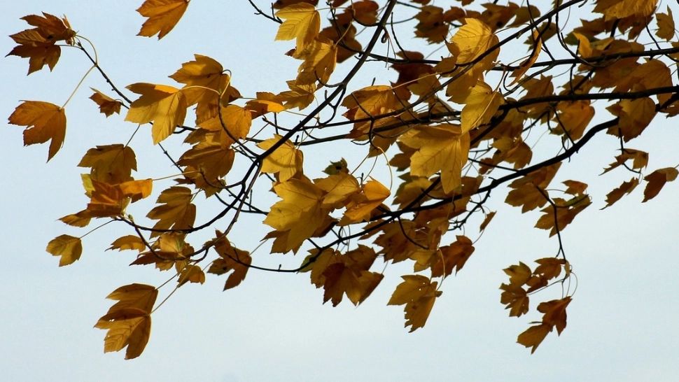 Atenționare meteo de fenoneme extreme - zonele lovite de vijelii puternice: rafale de până la 65 km/h