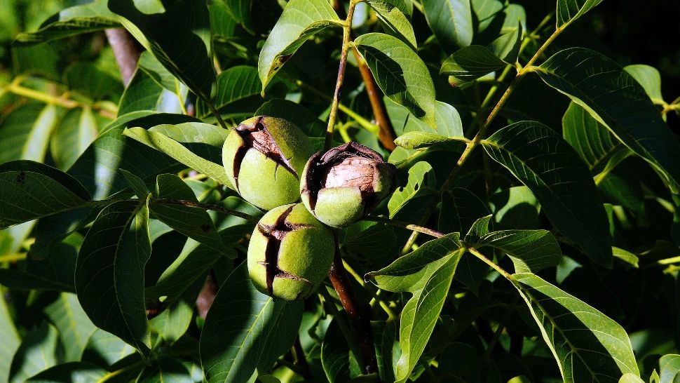 Un bărbat din Alba a murit în timp ce încerca să scuture un nuc. Obiectul folosit pentru a ajunge la crengi i-a curmat viața