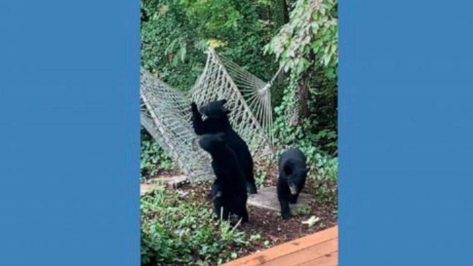 Cum s-au distrat trei ursuleți jucăuși într-un hamac - IMAGINI virale