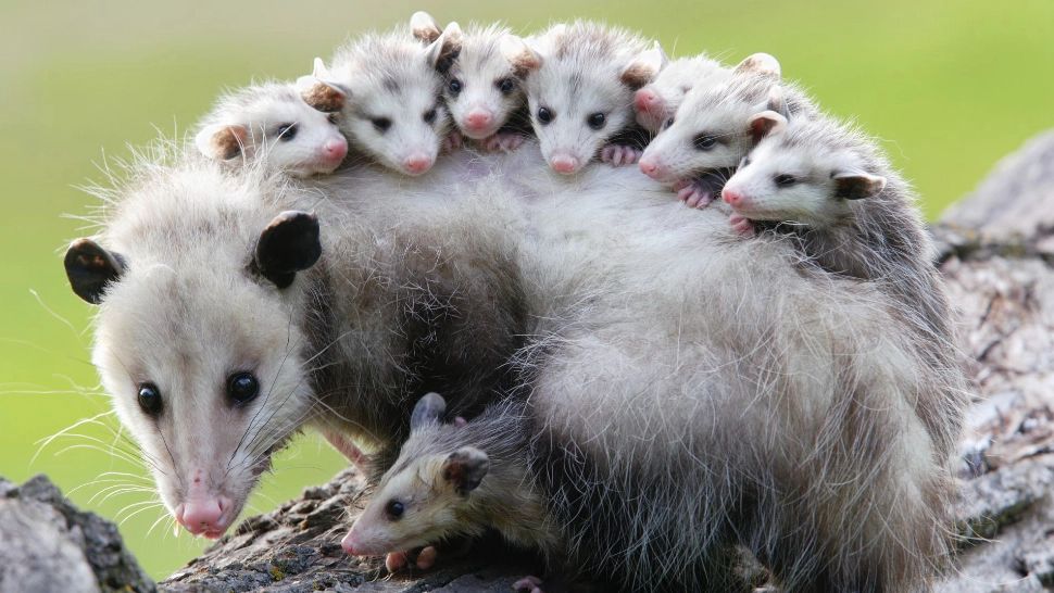 Femeie din Noua Zeelandă, ținută ostatică în casă de un OPOSUM