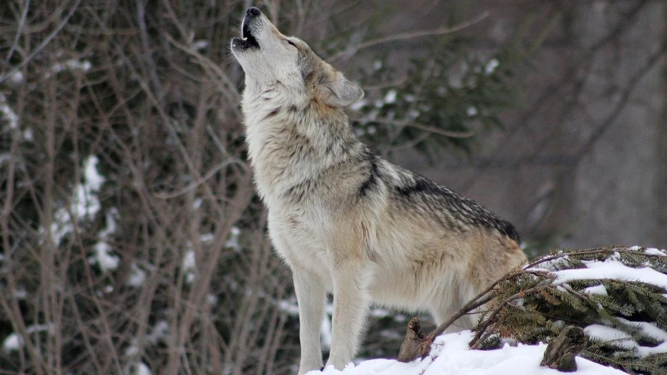 PANICĂ în Târgu Mureș, din cauza unui mesaj Ro-Alert fals: LUPUL era, de fapt, UN CÂINE