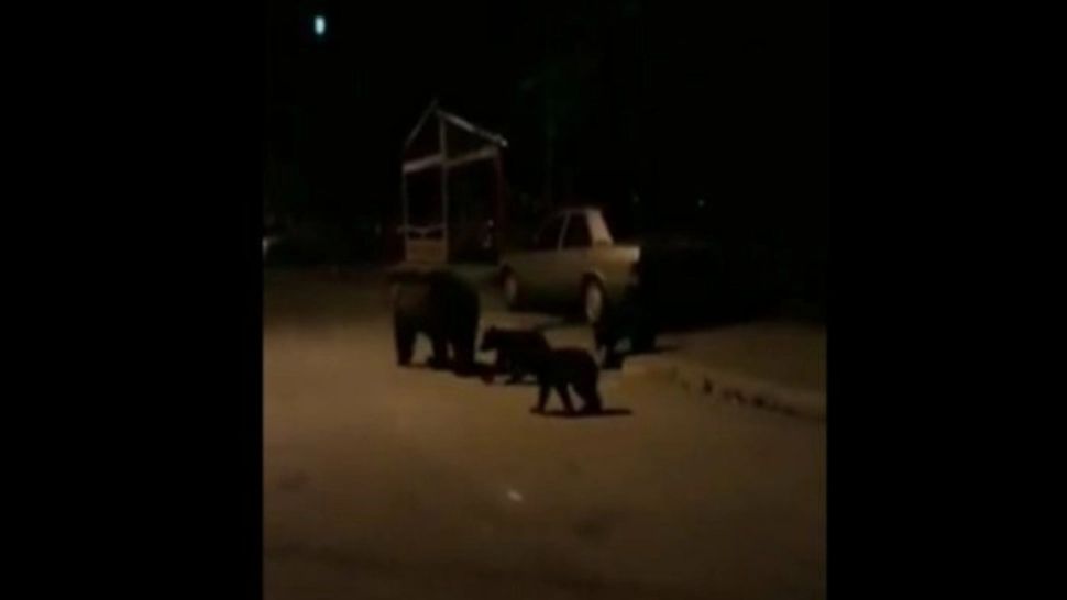 4 apeluri la 112 pentru îndepărtarea urșilor, în weekend, în județul Harghita: Cât de mult s-au apropiat animalele sălbatice de locuințele oamenilor