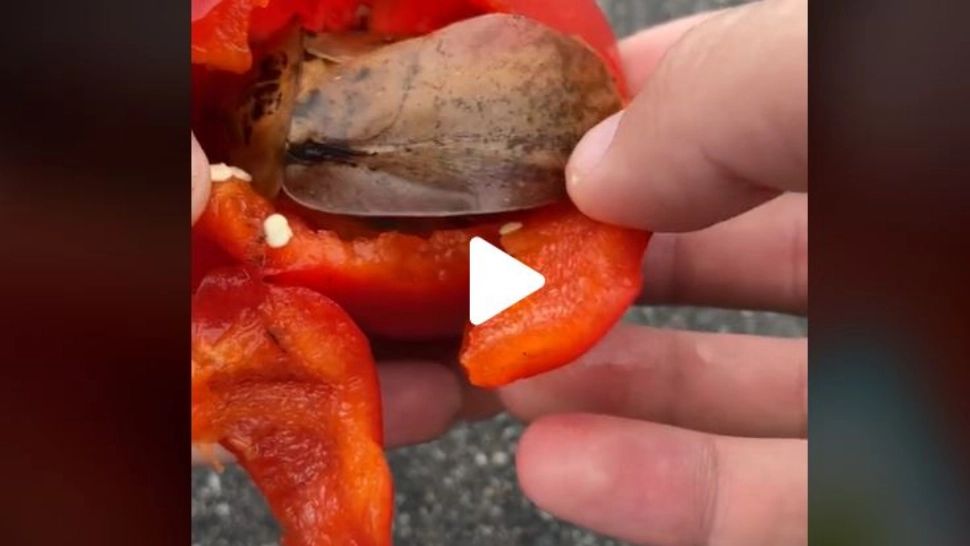 VIDEO – A cumpărat un ardei care părea normal. Deodată ceva a început să se miște în interiorul legumei – Când l-a desfăcut s-a speriat și l-a aruncat imediat pe jos