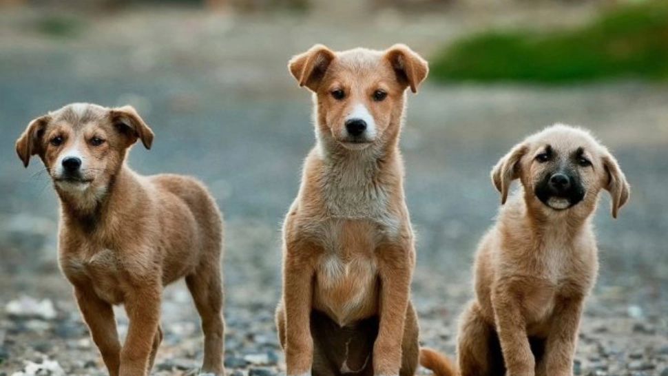 Căţeii din centrele ASPA își așteaptă noii stăpâni în București, în Parcul Circului. Evenimentul se va desfășura în acest weekend