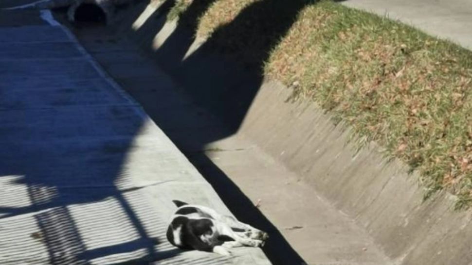 FOTO 20 de maidanezi, otrăviți pe străzile unei comune sucevene. Ipoteză terifiantă