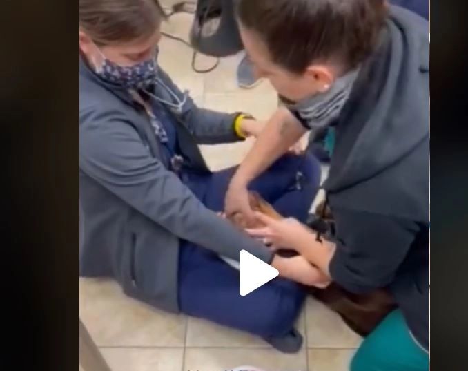 VIDEO – Intervenție fabuloasă a unui medic veterinar – Cum i-a salvat viață unui câine