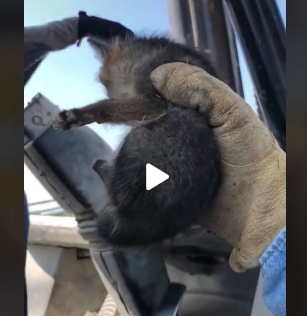 Părea pui de câine părăsit și l-a luat acasă – A avut o surpriză terifiantă peste doar câteva săptămâni