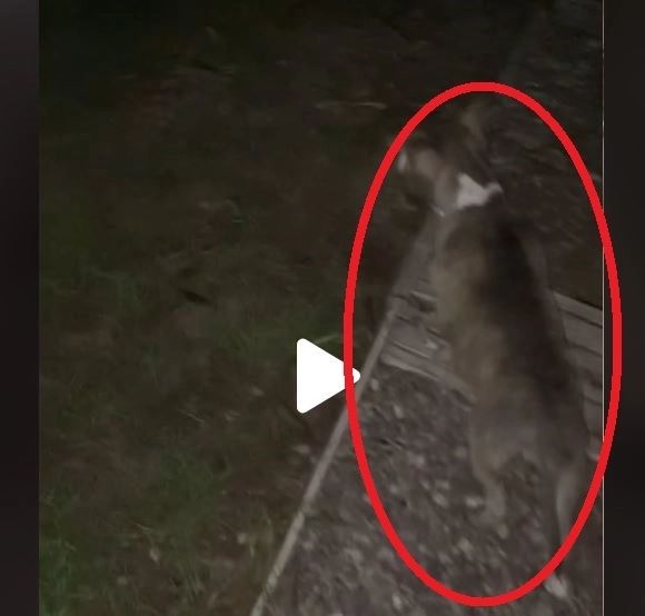 VIDEO – Când câinele nu latră, dar se uită insistent într-un punct fix, este semnalul de pericol maxim – Lecția învățată de un internaut