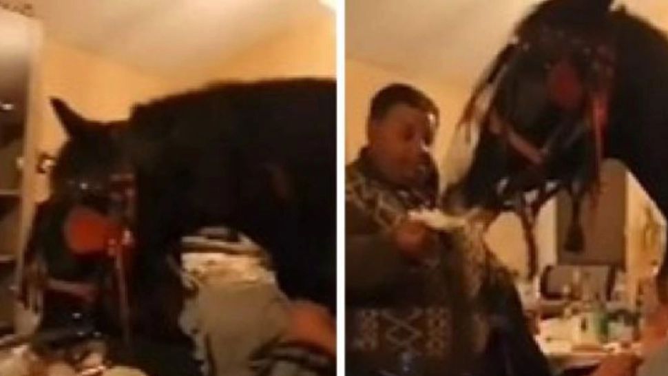 VIDEO | Românii care au petrecut cu un CAL în SUFRAGERIE au primit amenzi URIAȘE