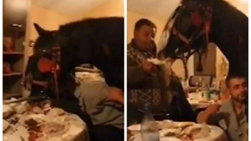 VIDEO - Imagini halucinante - Un cal a fost adus în casă pentru a lua parte la o beție a stăpânului, în Călărași - Bărbatul s-a apucat să ia animalul în spinare