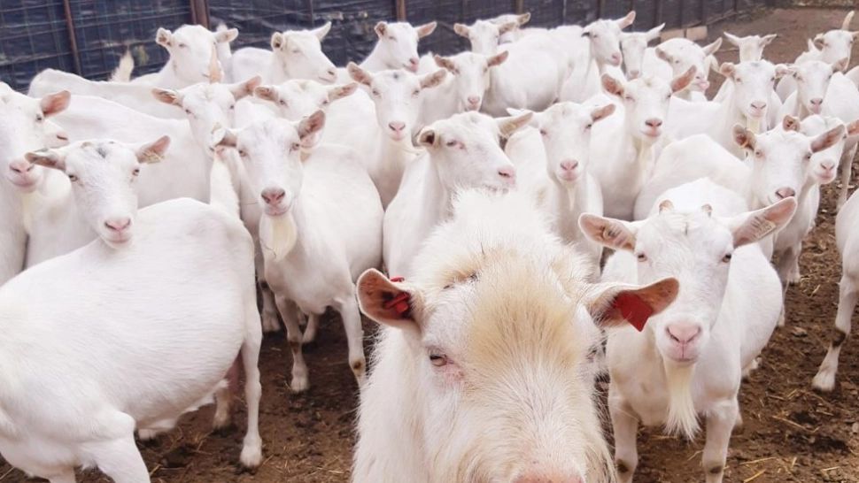 Turmă de capre, lovită de un autoturism pe E85: 9 animale au murit. Ce căutau rumegătoarele pe șosea