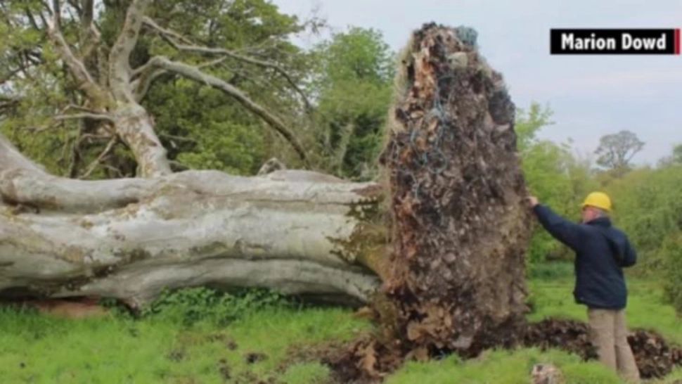 O vijelie extremă a smuls copacul din rădăcină! Când au văzut ce era îngropat acolo, au amuțit de spaimă - FOTO