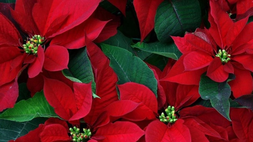 Cum se îngrijeşte CRĂCIUNIŢA pentru a rămâne roșie şi ce înseamnă dacă se usucă