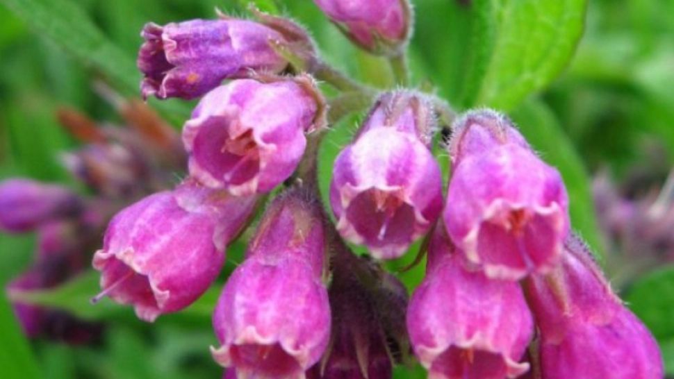 Medicamentul natural al dacilor protejează stomacul și plămânii, tratează infecțiile și rinichii