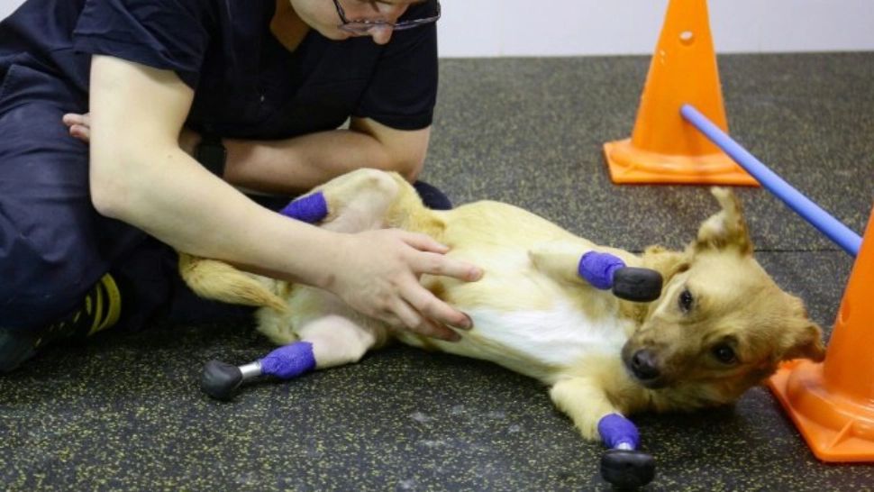 FOTO | TRANSPLANT REVOLUȚIONAR la un câine fară picioare! Cum arată acum