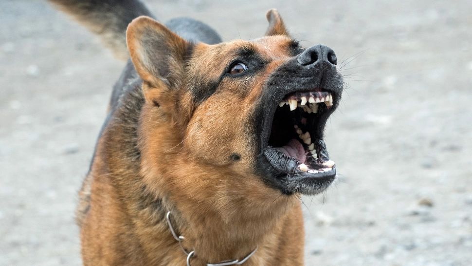 Tragedie în Vâlcea: Femeie sfâșiată de câinele vecinului, scăpat din lanț