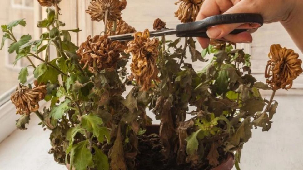 Amestecul pe care trebuie să-l pui în ghiveci dacă florile s-au ofilit. Își revin pe loc! 