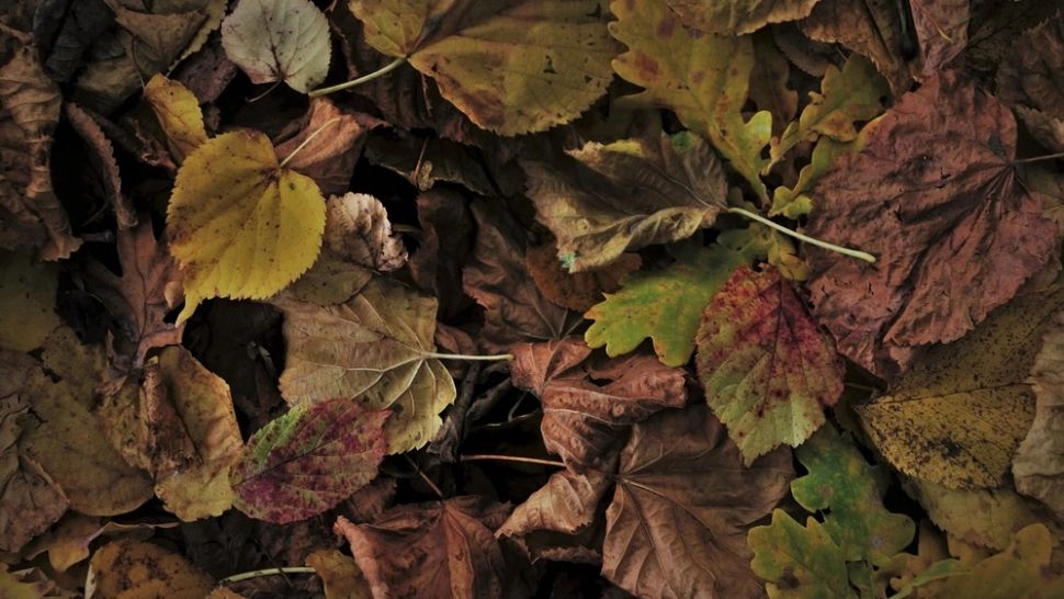 Rambo de Satu Mare. Un bărbat urmărit de Poliţie s-a îngropat în frunze şi a păcălit până şi câinii de urmă - VIDEO