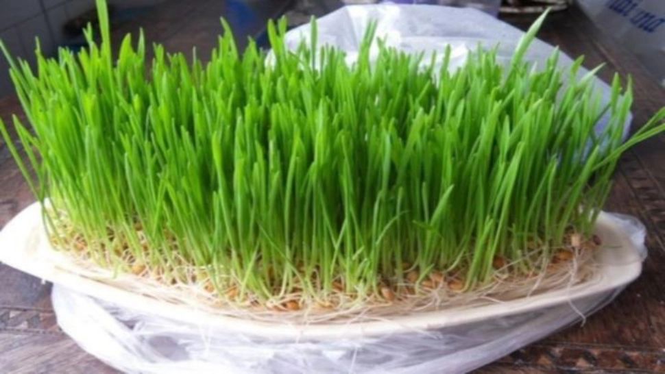 Sfântul Andrei. Când se pune, de fapt, grâu la încolțit - tradiția pe care puțini o țin cum se cuvine