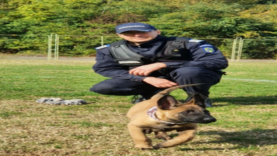 SPAIMA INFRACTORILOR! IGOR, noul partener canin al jandarmilor 