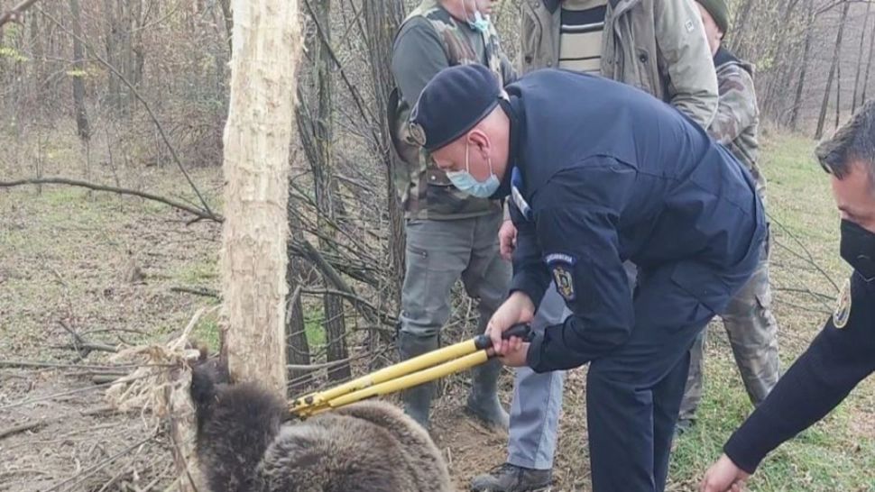 FOTO | Acțiune SPECTACULOASĂ! Un URS a fost salvat
