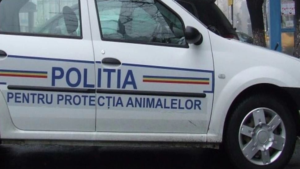 CRUZIME față de animale! Bărbat cercetat pentru UCIDEREA unui câine