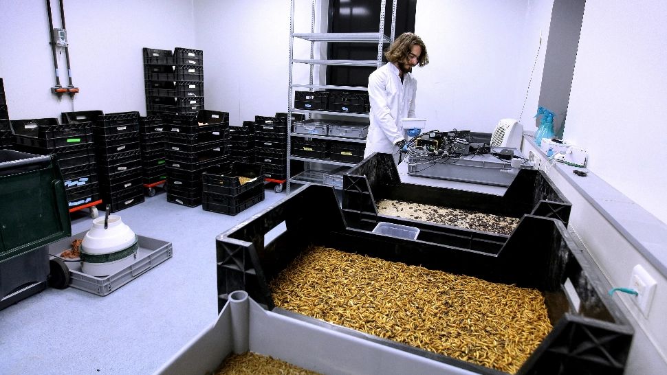 O insectă a fost autorizată de Comisia Europeană drept ingredient alimentar pe piața europeană