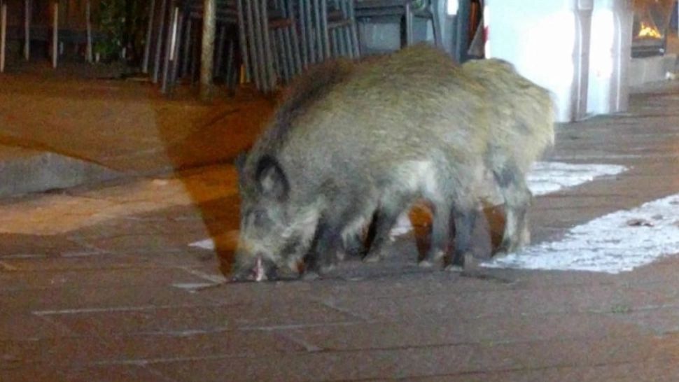 DEZASTRU în Europa! Mistreți agresivi se apropie și de România după ce au exasperat oamenii din mai multe orașe VIDEO