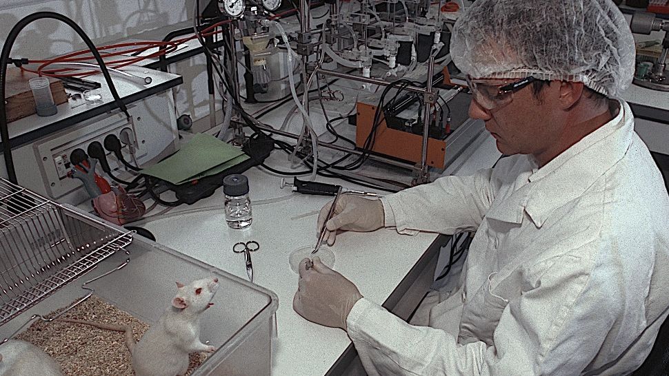 VIDEO | TERAPIE REVOLUȚIONARĂ! Șoarecii paralizați au putut să meargă din nou. Metoda va fi folosită si pe oameni