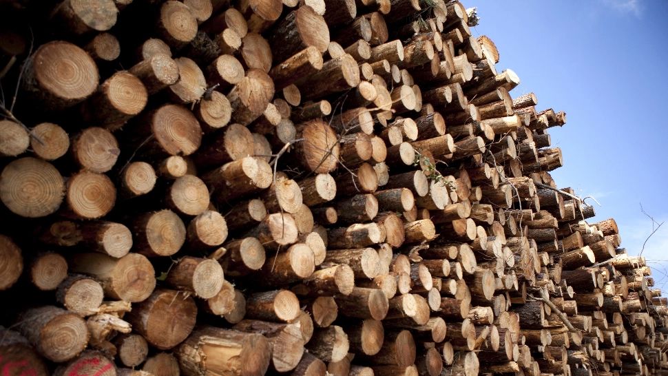 Surse. Coaliția a plafonat prețul la lemnul de foc. Exportul va fi interzis