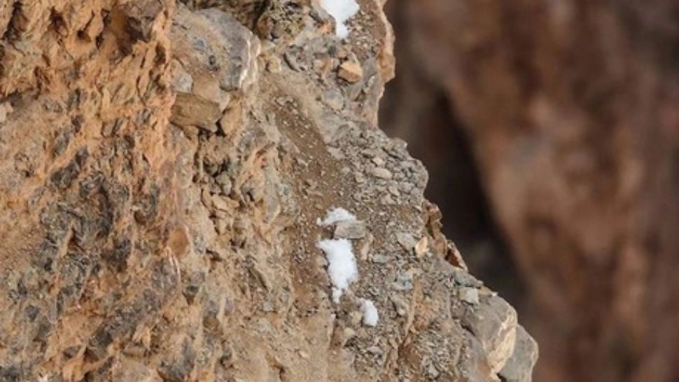 Camuflajul perfect al acestui LEOPARD a uimit! Aproape NIMENI nu-l găsește în POZĂ - tu l-ai descoperit? 