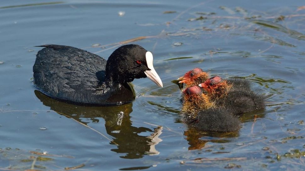 Vânătoarea a 25 de specii de păsări din România - suspendată! Cioara, prepelița, guguștiucul, lișița sunt pe LISTĂ