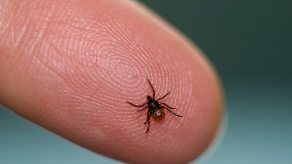 Descoperire REVOLUȚIONARĂ! Un VACCIN experimental protejează împotriva bolii transmise de căpuşe