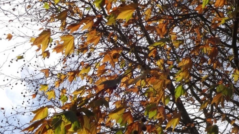 Alertă meteo: cod galben de vânt puternic și ceață 